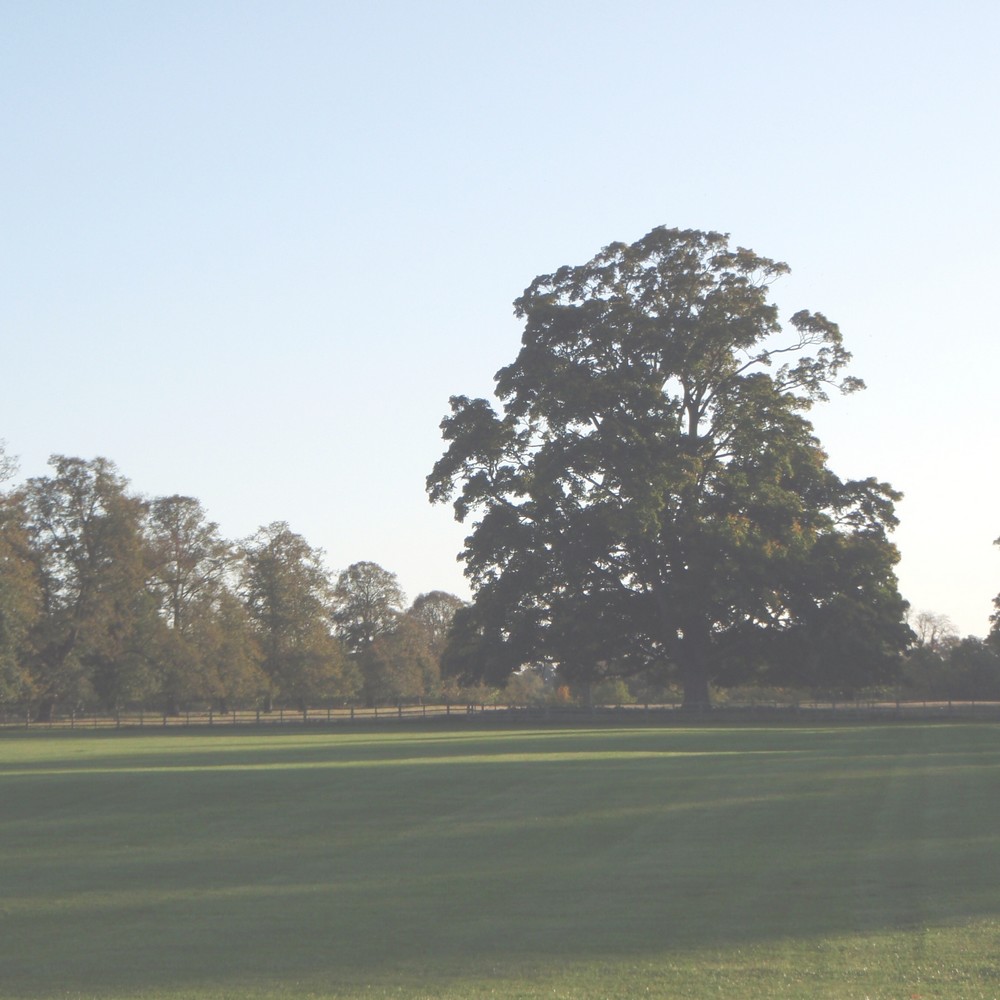 Oak tree at Grafton House