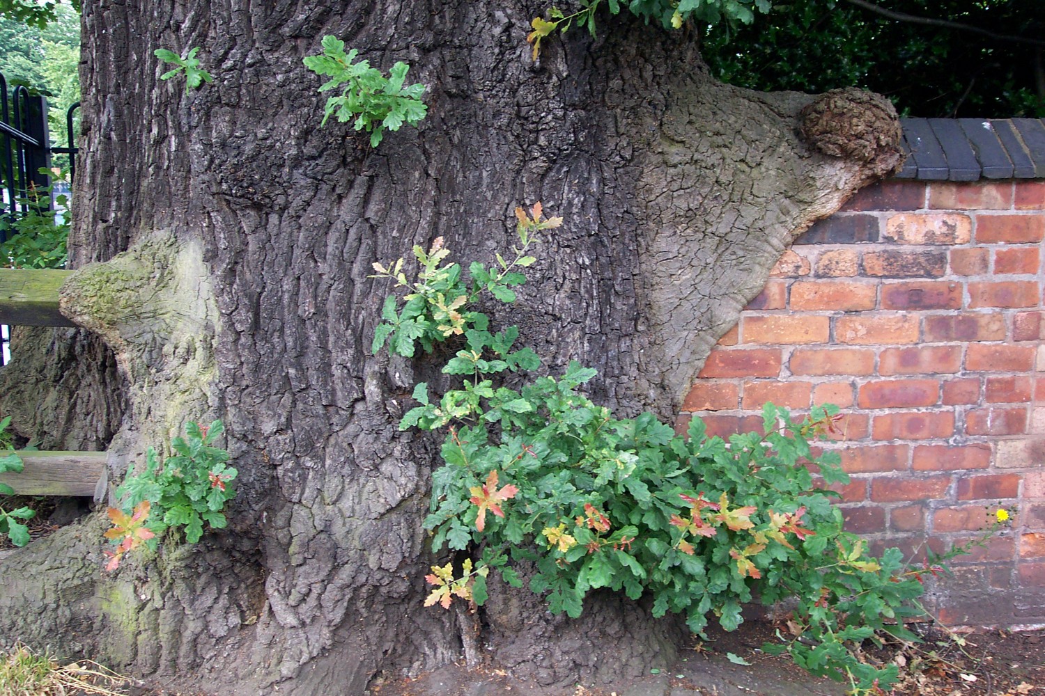 Reaction wood formation against a wall