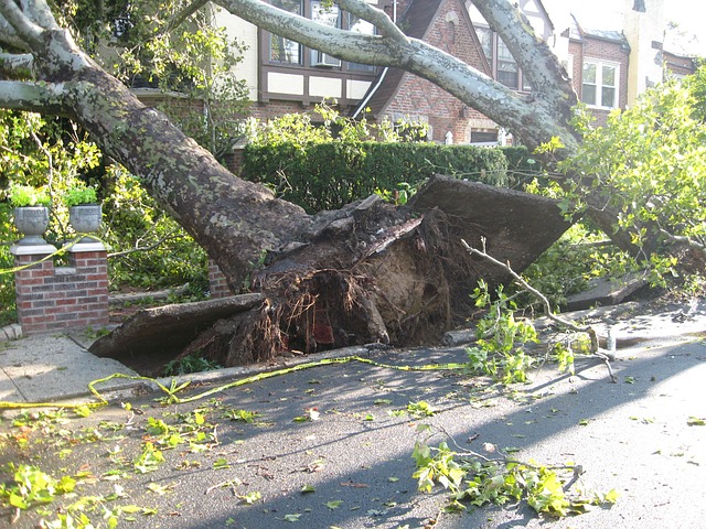 Tree that has failed in the wind