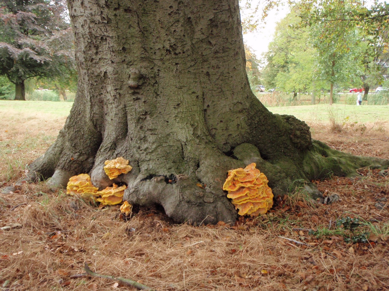 Sulphur polypor fungus at the base of a beech tree